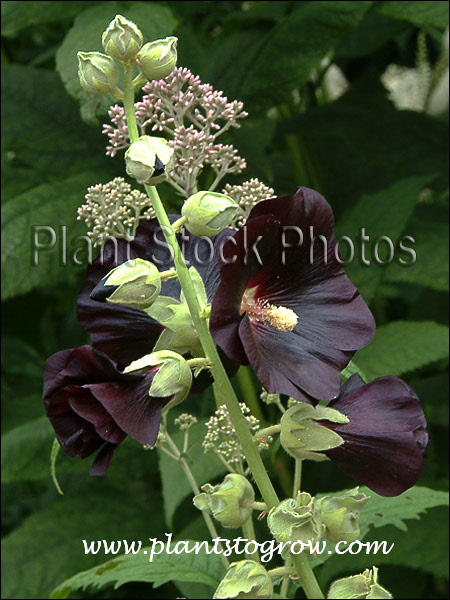 The dark maroon flower. Large plant in the background is Eupatorium.